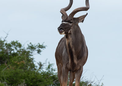 Kudu