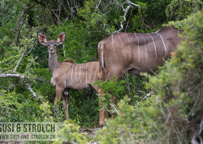 Baby-Kudu